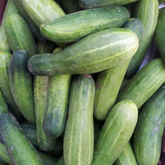 Cucumber